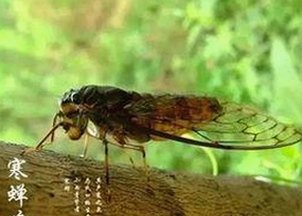 揭秘“会喷水的亲姐姐”新作背后的创作逻辑与市场走向